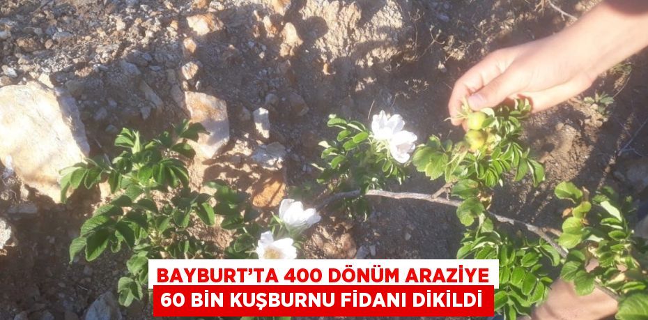 BAYBURT’TA 400 DÖNÜM ARAZİYE 60 BİN KUŞBURNU FİDANI DİKİLDİ