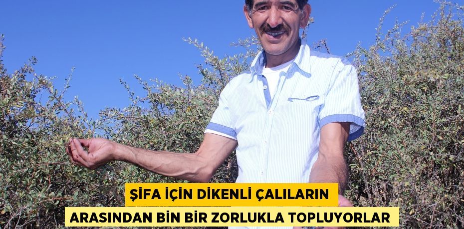 Şifa için dikenli çalıların arasından bin bir zorlukla topluyorlar