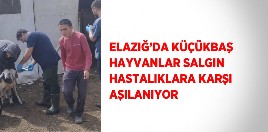 ELAZIĞ’DA KÜÇÜKBAŞ HAYVANLAR SALGIN HASTALIKLARA KARŞI AŞILANIYOR