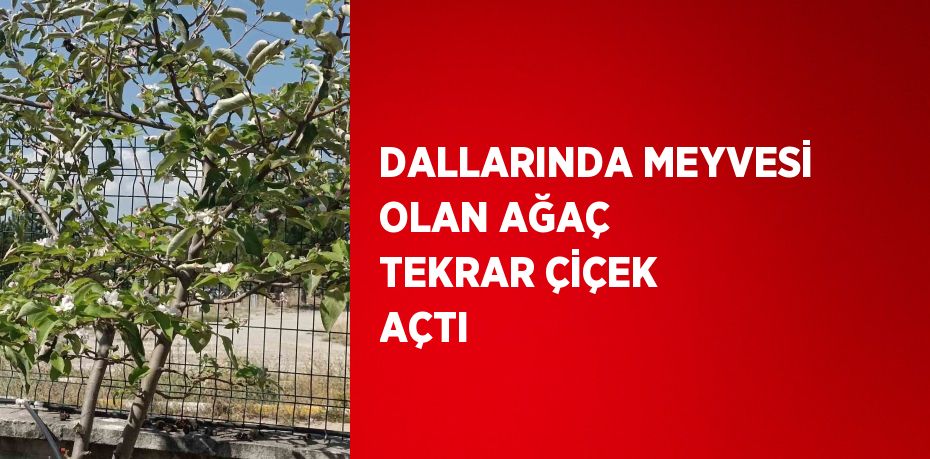 DALLARINDA MEYVESİ OLAN AĞAÇ TEKRAR ÇİÇEK AÇTI