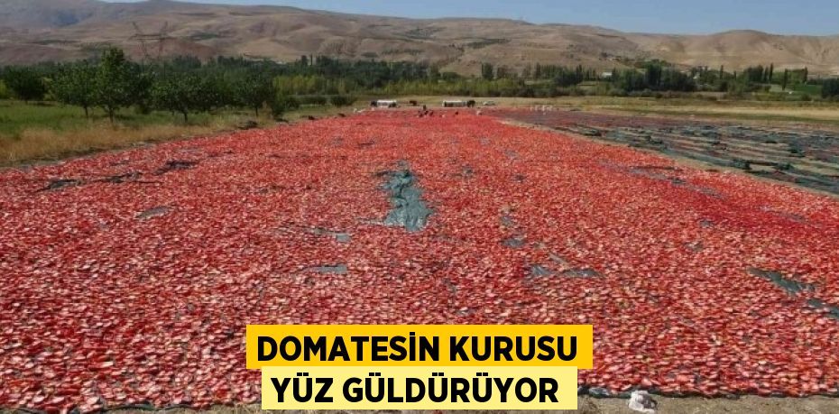 DOMATESİN KURUSU YÜZ GÜLDÜRÜYOR