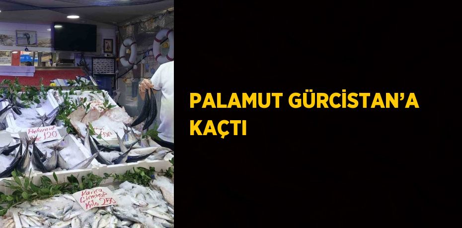 PALAMUT GÜRCİSTAN’A KAÇTI