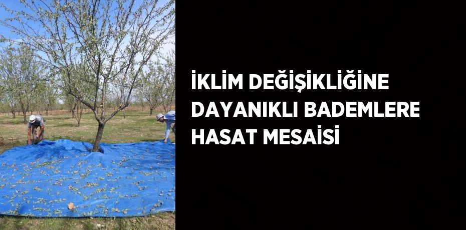 İKLİM DEĞİŞİKLİĞİNE DAYANIKLI BADEMLERE HASAT MESAİSİ