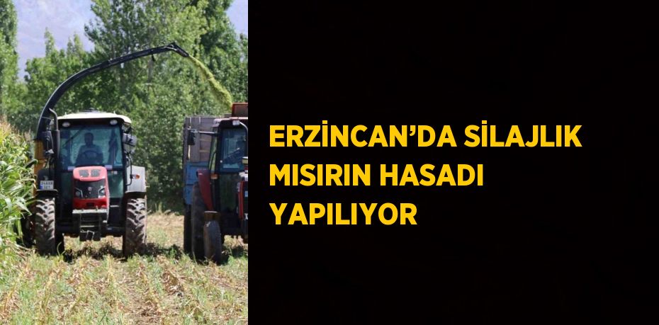 ERZİNCAN’DA SİLAJLIK MISIRIN HASADI YAPILIYOR