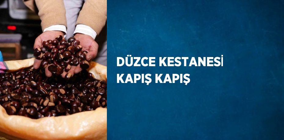 DÜZCE KESTANESİ KAPIŞ KAPIŞ