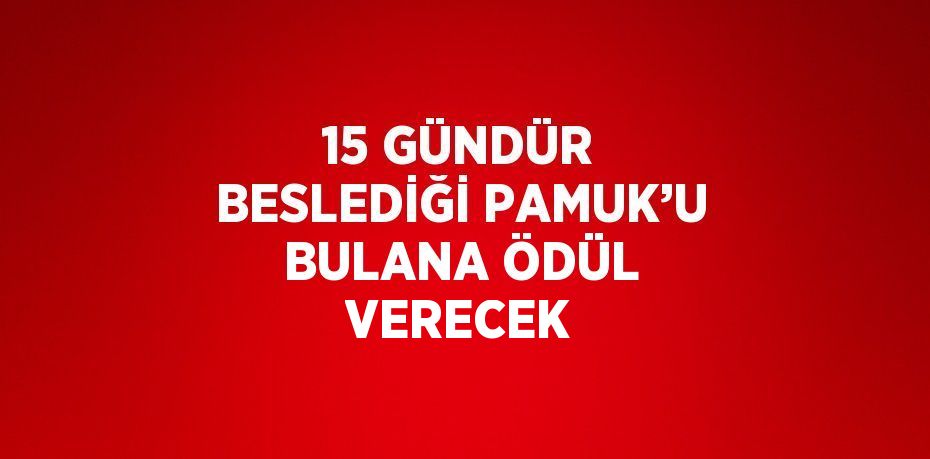 15 GÜNDÜR BESLEDİĞİ PAMUK’U BULANA ÖDÜL VERECEK