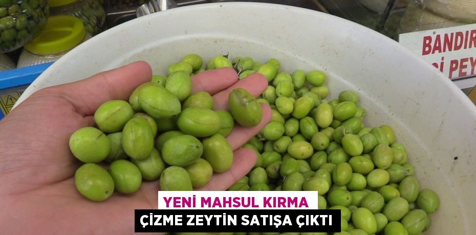 YENİ MAHSUL KIRMA ÇİZME ZEYTİN SATIŞA ÇIKTI