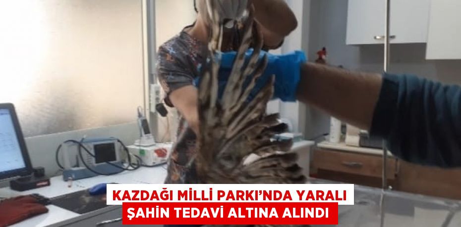 KAZDAĞI MİLLİ PARKI’NDA YARALI ŞAHİN TEDAVİ ALTINA ALINDI