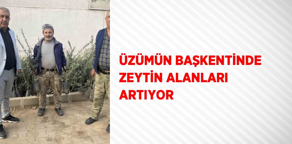 ÜZÜMÜN BAŞKENTİNDE ZEYTİN ALANLARI ARTIYOR