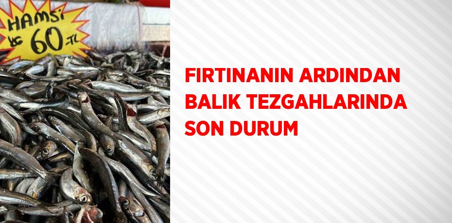 FIRTINANIN ARDINDAN BALIK TEZGAHLARINDA SON DURUM