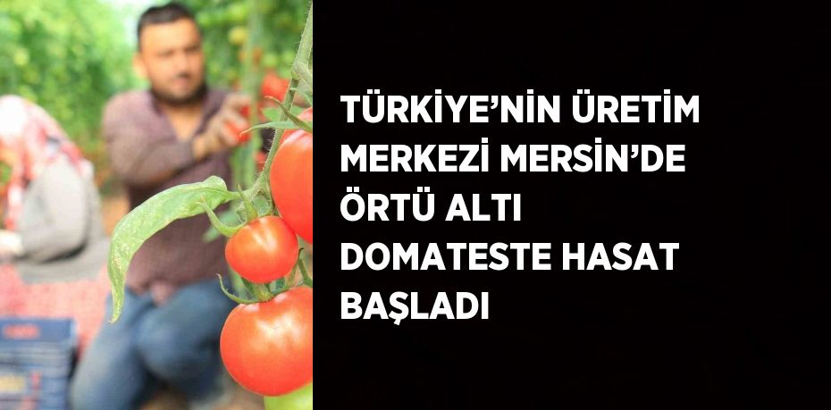 TÜRKİYE’NİN ÜRETİM MERKEZİ MERSİN’DE ÖRTÜ ALTI DOMATESTE HASAT BAŞLADI