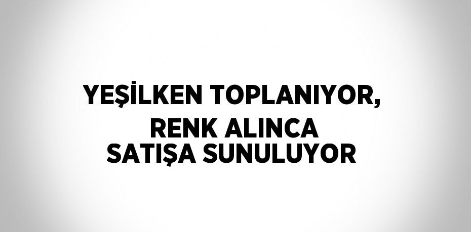 YEŞİLKEN TOPLANIYOR, RENK ALINCA SATIŞA SUNULUYOR