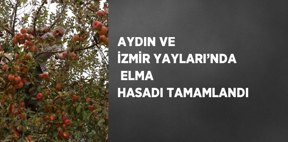 AYDIN VE İZMİR YAYLARI’NDA  ELMA HASADI TAMAMLANDI