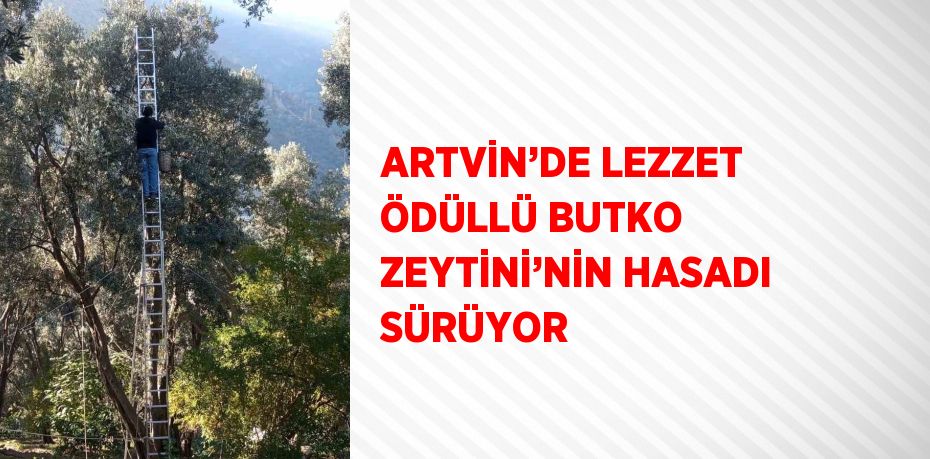 ARTVİN’DE LEZZET ÖDÜLLÜ BUTKO ZEYTİNİ’NİN HASADI SÜRÜYOR