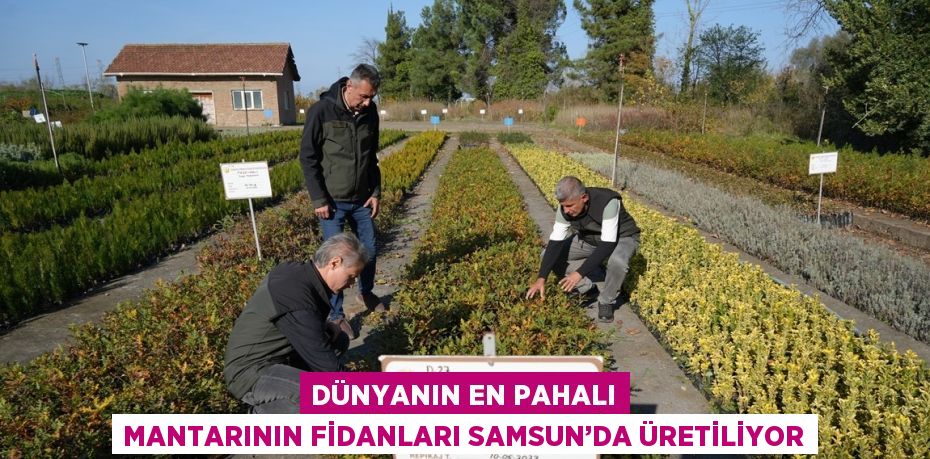 DÜNYANIN EN PAHALI MANTARININ FİDANLARI SAMSUN’DA ÜRETİLİYOR