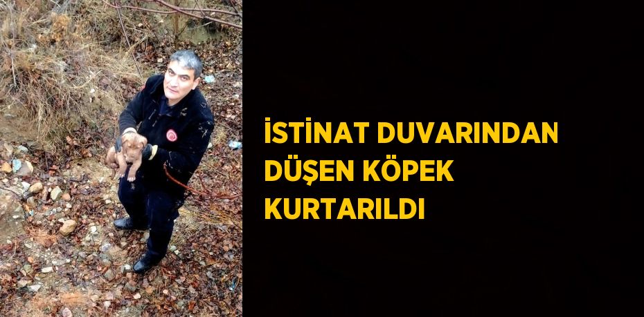 İSTİNAT DUVARINDAN DÜŞEN KÖPEK KURTARILDI
