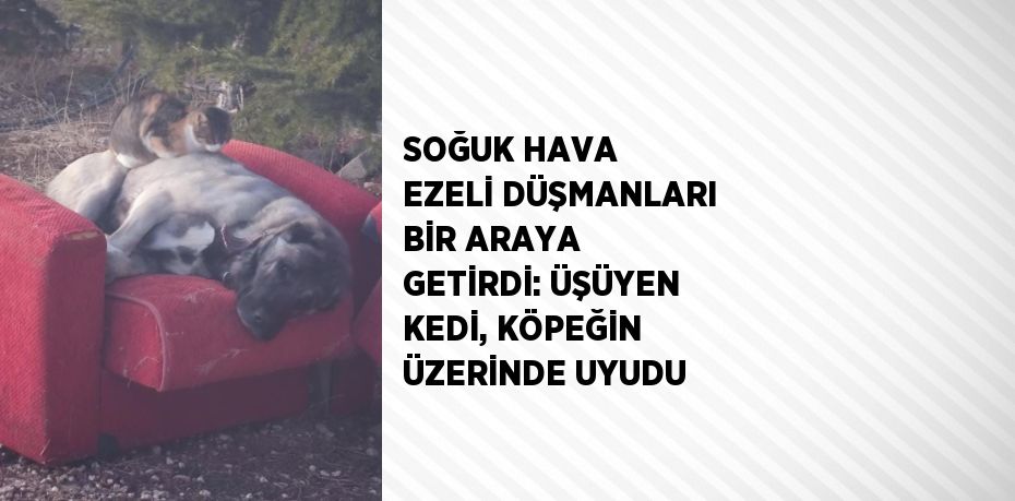 SOĞUK HAVA EZELİ DÜŞMANLARI BİR ARAYA GETİRDİ: ÜŞÜYEN KEDİ, KÖPEĞİN ÜZERİNDE UYUDU