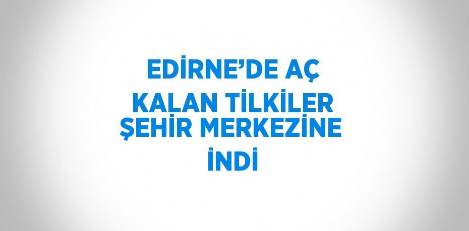 EDİRNE’DE AÇ KALAN TİLKİLER ŞEHİR MERKEZİNE İNDİ