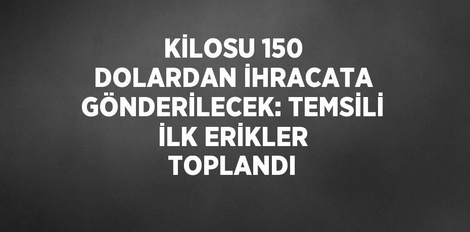 KİLOSU 150 DOLARDAN İHRACATA GÖNDERİLECEK: TEMSİLİ İLK ERİKLER TOPLANDI