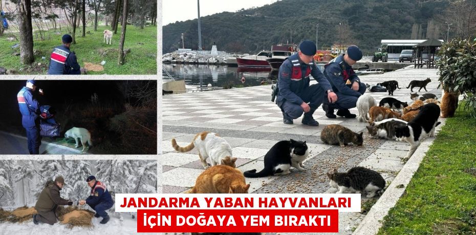 JANDARMA YABAN HAYVANLARI İÇİN DOĞAYA YEM BIRAKTI