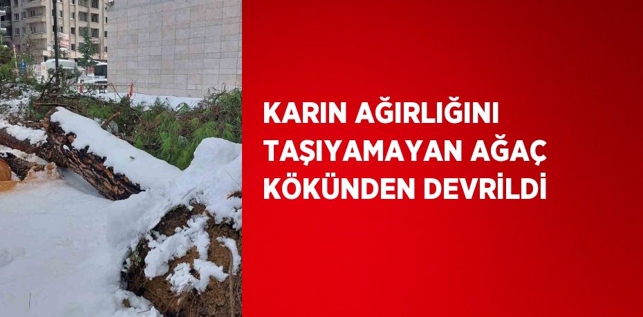 KARIN AĞIRLIĞINI TAŞIYAMAYAN AĞAÇ KÖKÜNDEN DEVRİLDİ