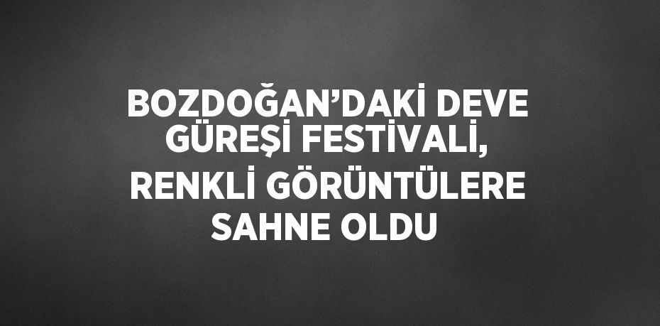 BOZDOĞAN’DAKİ DEVE GÜREŞİ FESTİVALİ, RENKLİ GÖRÜNTÜLERE SAHNE OLDU