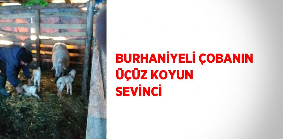 BURHANİYELİ ÇOBANIN ÜÇÜZ KOYUN SEVİNCİ