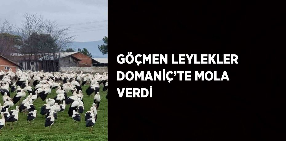 GÖÇMEN LEYLEKLER DOMANİÇ’TE MOLA VERDİ