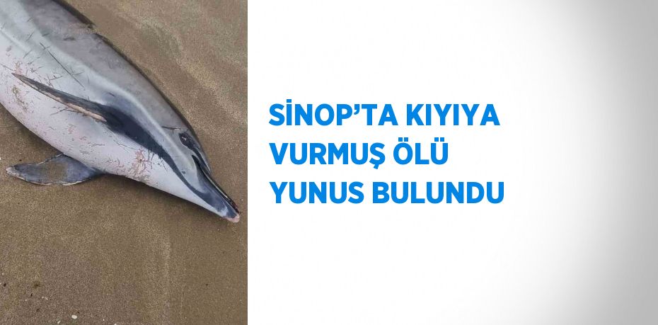 SİNOP’TA KIYIYA VURMUŞ ÖLÜ YUNUS BULUNDU