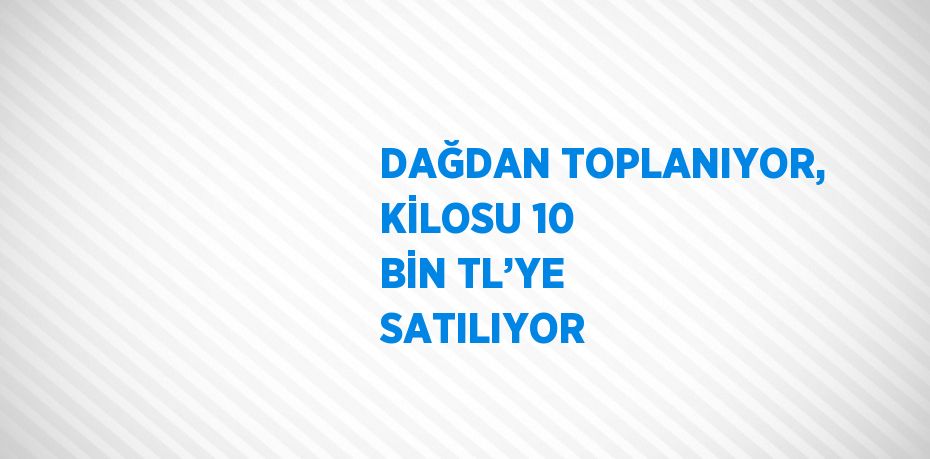 DAĞDAN TOPLANIYOR, KİLOSU 10 BİN TL’YE SATILIYOR