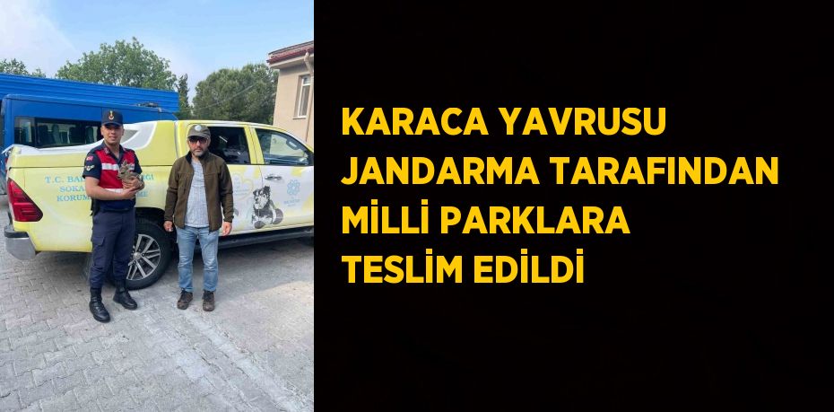 KARACA YAVRUSU JANDARMA TARAFINDAN MİLLİ PARKLARA TESLİM EDİLDİ