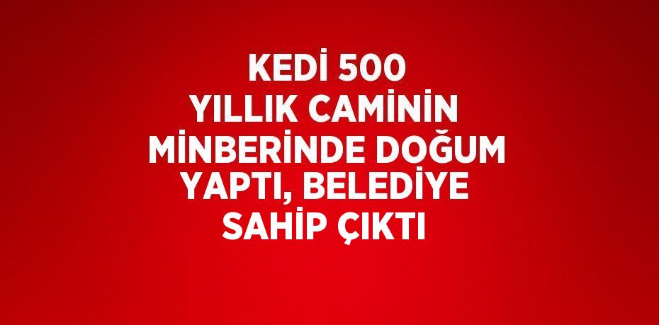 KEDİ 500 YILLIK CAMİNİN MİNBERİNDE DOĞUM YAPTI, BELEDİYE SAHİP ÇIKTI