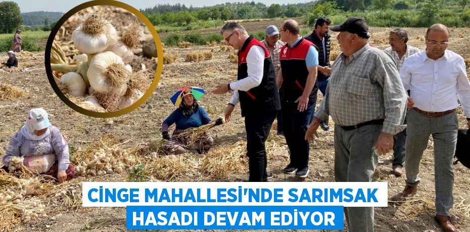 CİNGE MAHALLESİ’NDE SARIMSAK HASADI DEVAM EDİYOR