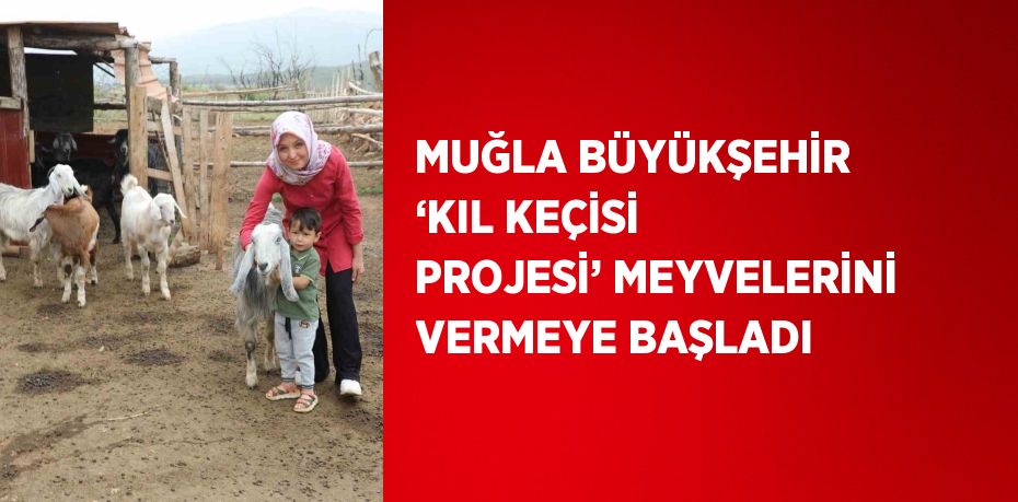 MUĞLA BÜYÜKŞEHİR ‘KIL KEÇİSİ PROJESİ’ MEYVELERİNİ VERMEYE BAŞLADI