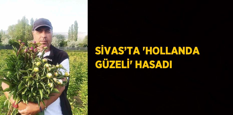 SİVAS’TA 'HOLLANDA GÜZELİ' HASADI