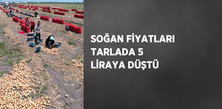 SOĞAN FİYATLARI TARLADA 5 LİRAYA DÜŞTÜ