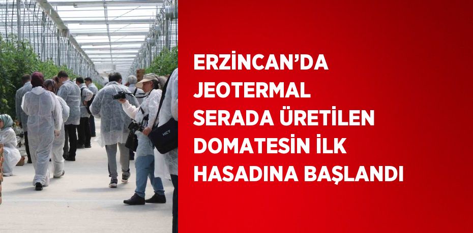 ERZİNCAN’DA JEOTERMAL SERADA ÜRETİLEN DOMATESİN İLK HASADINA BAŞLANDI