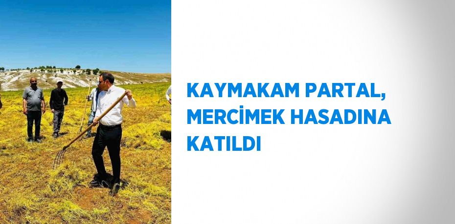 KAYMAKAM PARTAL, MERCİMEK HASADINA KATILDI