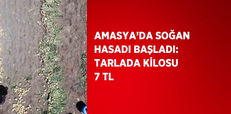 AMASYA’DA SOĞAN HASADI BAŞLADI: TARLADA KİLOSU 7 TL