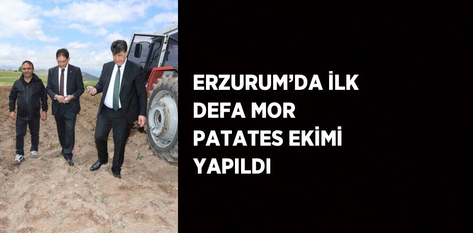 ERZURUM’DA İLK DEFA MOR PATATES EKİMİ YAPILDI