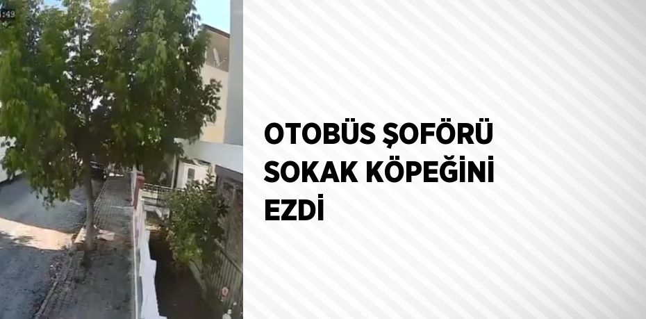 OTOBÜS ŞOFÖRÜ SOKAK KÖPEĞİNİ EZDİ