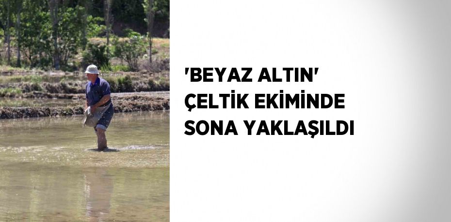 'BEYAZ ALTIN' ÇELTİK EKİMİNDE SONA YAKLAŞILDI
