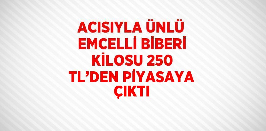 ACISIYLA ÜNLÜ EMCELLİ BİBERİ KİLOSU 250 TL’DEN PİYASAYA ÇIKTI