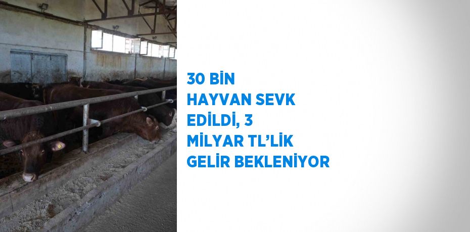 30 BİN HAYVAN SEVK EDİLDİ, 3 MİLYAR TL’LİK GELİR BEKLENİYOR