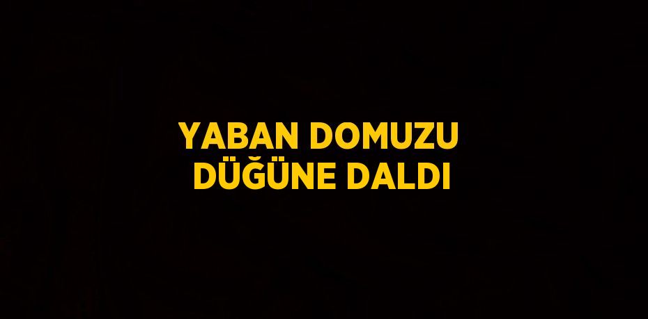 YABAN DOMUZU DÜĞÜNE DALDI