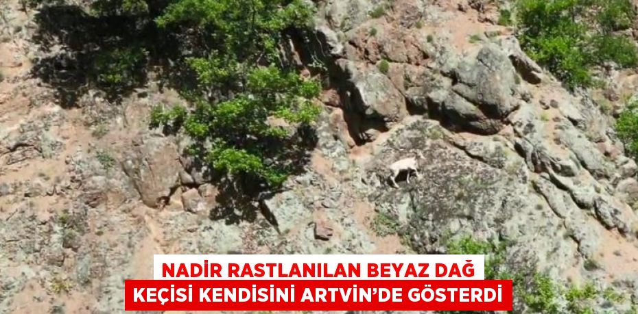 NADİR RASTLANILAN BEYAZ DAĞ KEÇİSİ KENDİSİNİ ARTVİN’DE GÖSTERDİ