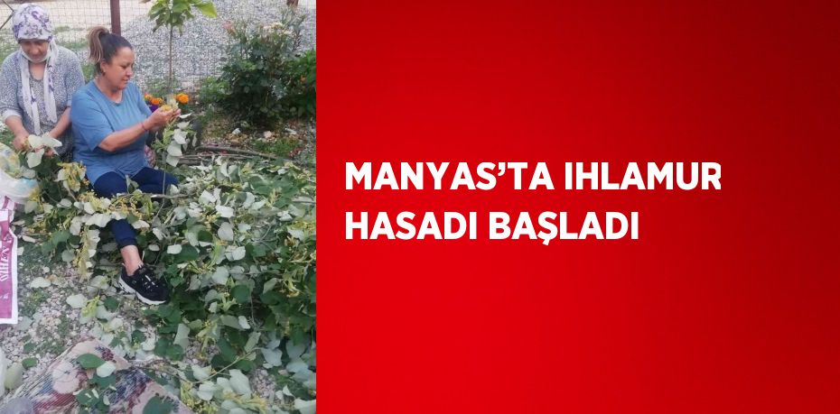 MANYAS’TA IHLAMUR HASADI BAŞLADI