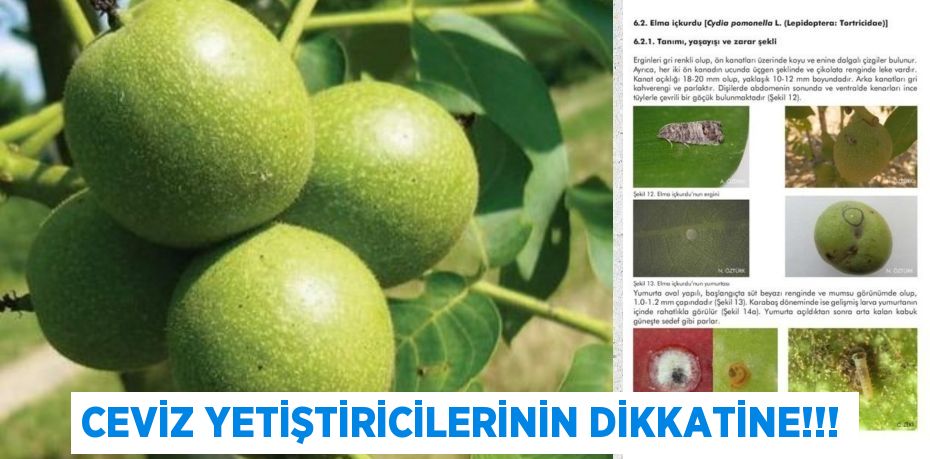 CEVİZ YETİŞTİRİCİLERİNİN DİKKATİNE!!!