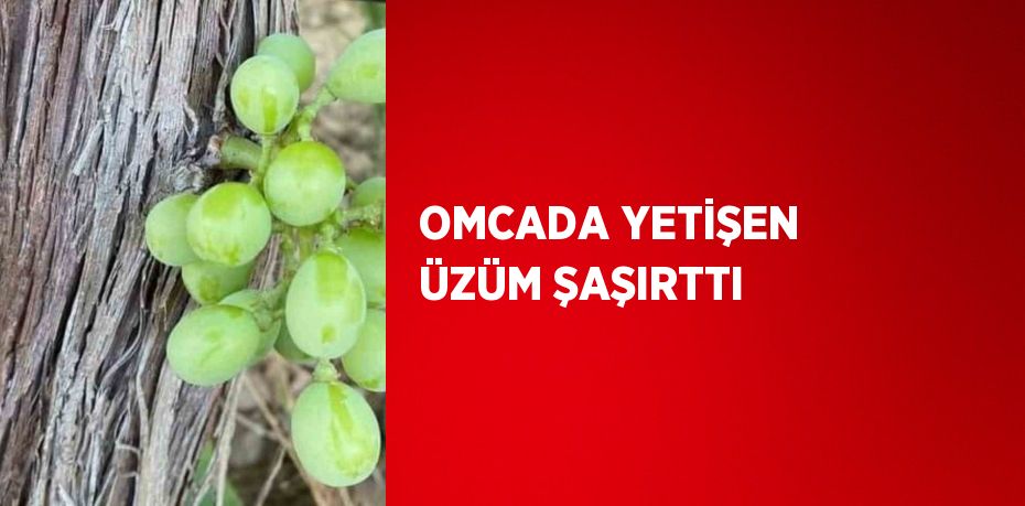 OMCADA YETİŞEN ÜZÜM ŞAŞIRTTI