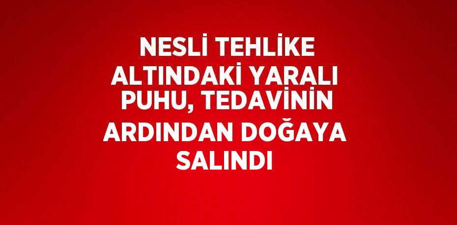 NESLİ TEHLİKE ALTINDAKİ YARALI PUHU, TEDAVİNİN ARDINDAN DOĞAYA SALINDI